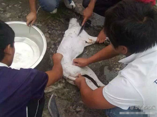 �W(w��ng)������Ű������Ƭ���ؑ�(y��ng)�Q�P(gu��n)��ƨ����