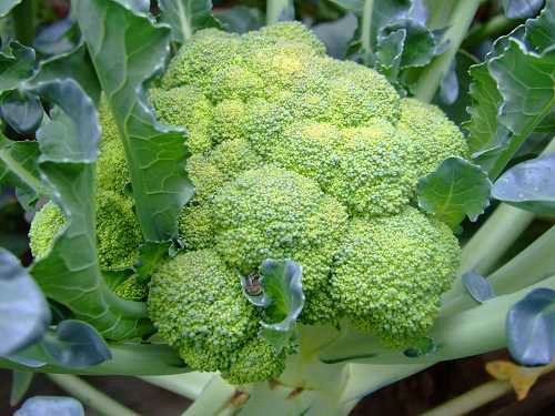 �X�׽������ˣ�����@15�N��Ȼʳ������a�X��