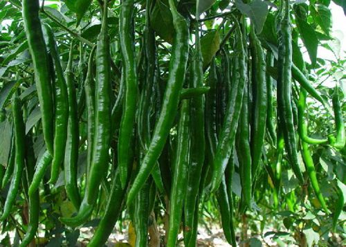 �X�׽�������������@15�N��Ȼʳ������a�X��