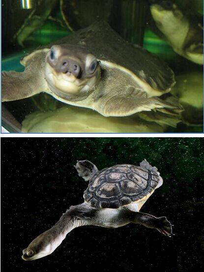 ӡ�ả�P(gu��n)��@4600��ֻ��˽�Ї���ϡ���� �U���Ի���ˎ